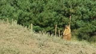 Steppe Marmot in Ukraine