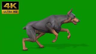 040 - Green Screen | Chroma Key | Animal 4K | Dog