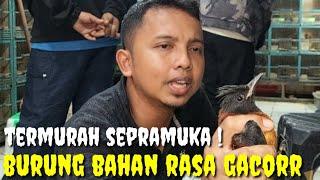 REZEKI SIAPA INI ?! BURUNG BAHAN RASA GACOR TERMURAH SEPASAR PRAMUKA DAN SEKITARNYA