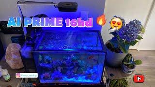 AI Prime 16HD Reef on my Nano Tank (fluval evo 13.5)