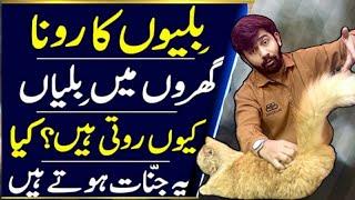 Billi Roy To Ghar Mein Kya Hota Hai | 3 Signs Your Cat in Heat |How to know when is your cat on heat