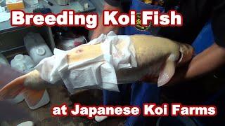 KOI BREEDING PROCESS IN JAPAN | Artificial Koi breeding [BREEDING KOI FISH]