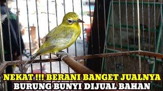 NEKAT BANGET JUALNYA BURUNG BUNYI HARGA BAHAN|| KIOS BURUNG MANTO PASAR BURUNG PRAMUKA HARU INI