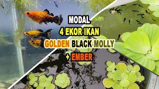 Cara Ternak / Budidaya Ikan Golden Black Molly
