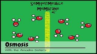 (OLD VIDEO) Osmosis