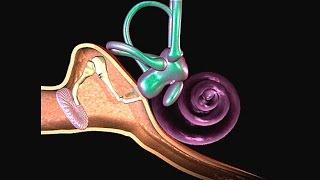 How Hearing Works Video - Process of Hearing Animation. Function & Parts of Human Ear. Sound Pathway