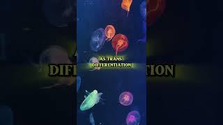 Immortal Jellyfish #facts #exploration #immortal #jellyfish #seaworld #ocean #science