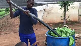 How to make organic fertilizer using plants