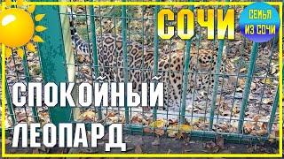 ЛЕОПАРД В СОЧИ | Вольерный комплекс в горах