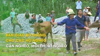 Bàn giao bò giống cho các hộ nghèo, cận nghèo, mới thoát nghèo | Thái Nguyên TV