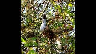 American Robin Eating a Berry In a Tree - #shorts