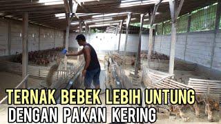 SUKSES TERNAK BEBEK PETELUR SISTEM INTENSIF LEBIH MENGUNTUNGKAN DENGAN PAKAN KERING