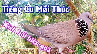 tiếng chim cu gáy thúc kích bổi mới nhất, tiếng thúc đấu luyện mồi và bổi hàng ngày, cu cườm gáy