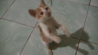 How to Teach a Cat to Stand Up