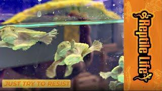 Miniature Turtles for Sale Australia | Reptile Life