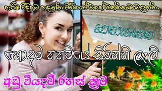 විසිතුරු මසුන් සදහා ටැංකි ලෑලි|Pet fish|සුරතල් මසුන් වගාව|Fish Tank|Low cost method|@slmixsalad