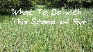 Strategies for a Rye and Clover Food Plot | Farming For Whitetails