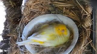 Our beautiful outdoor aviary for pet birds (canaries, finches, and doves)!