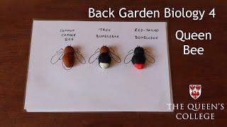 Queen Bee | Back Garden Biology 4 with Dr Lindsay Turnbull