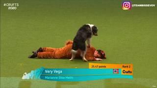 Crufts 2020 Fox heelwork to music routine - Team Bissevov from Norway