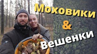 Грибы моховики и вешенки.