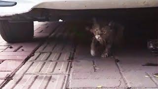 A stray cat that is too weak to stand, staggers for help..