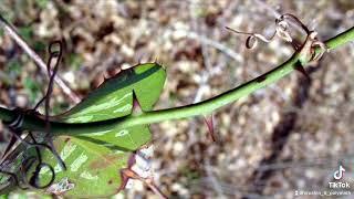 Sarsaparilla is a powerful medicinal plant￼