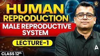 The Male Reproductive System - Human Reproduction | NEET 2025 | Class 12 Chapter 2 Biology