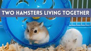 Can You Keep TWO HAMSTERS Together In The Same Cage?