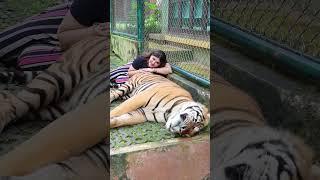 Sher hamla kar deta mai toh dar gayi  #khushigadhvi #Shorts #tiger #tigershorts #sher #sherni