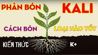 Vai trò của phân bón Kali cho cây trồng | Role of Potassium to plant