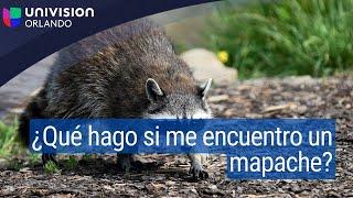 ¿Qué hacer si te encuentras con un mapache?