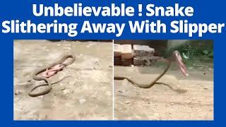 Unbelievable! The "Fast And Furious" Snake Slithering Away With Slipper I Video Went Viral