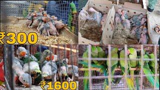 Bakarganj Bird Market Kanpur Cheapest Bird Market Baby Parrot Price Kanpur Bird Market Latest Video