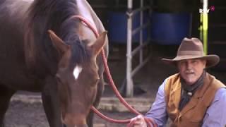 RTV Vorarlberg - Working Cowboy