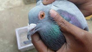 How To Train New Pigeon To Come Back Home | Pigeon Training 2km | 2nd Time in 17 minutes