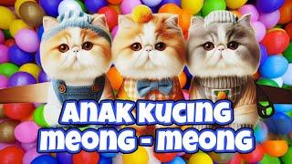 ANAK KUCING MEONG-MEONG IBU KUCING MEONG-MEONG - anak kucing lucu - anak kucing lucu #anakkucing