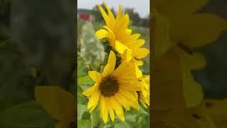 Craziest Single Sunflower Ever