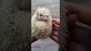 Hedgehog he is so smart #hedgehog #animalpictures #hedgehoglife #cuteanimals #cuteanimal