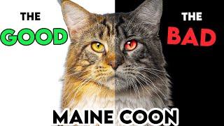 MUST-KNOW Maine Coon Cat PROS And CONS