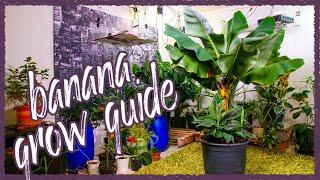 Grow Bananas Successfully Indoors! Grow Guide