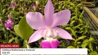 Cattleya Walkeriana x Violacea