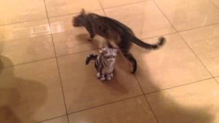 Bengal kitten vs paper cat