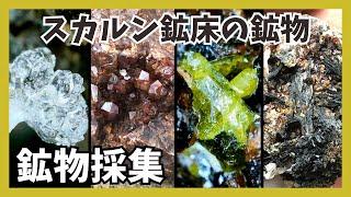 【鉱物採集】柘榴石を求めてスカルン鉱床の産地へ！【灰鉄柘榴石・緑簾石・灰鉄輝石・灰重石・方解石】