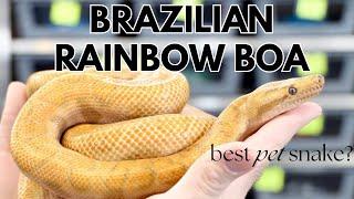 Brazilian Rainbow Boa - Best Pet Snake?