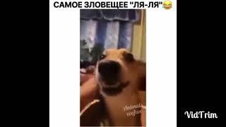 Самые смешные приколы