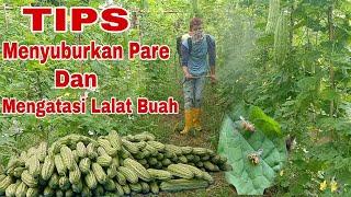 Budidaya Pare || Tips Menyuburkan Pare dan Cara Mengatasi Lalat Buah