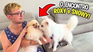 A NOSSA CACHORRINHA ROXY ENCONTROU o SNOWY pela PRIMEIRA VEZ! VAI DAR NAMORO? Pai Também Vloga