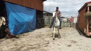 Sold 816- 14 yr old 15.1 h grey TWH mare $750