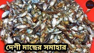 দেশী মাছের সমাহার || Jashore, khulna, Bangladesh || #deshifish #jashore #nasirjashori